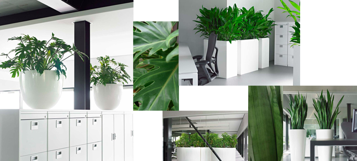 Pflanzen im Büro BOS